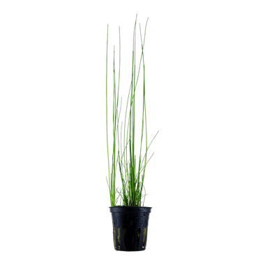 Eleocharis Montevidensis