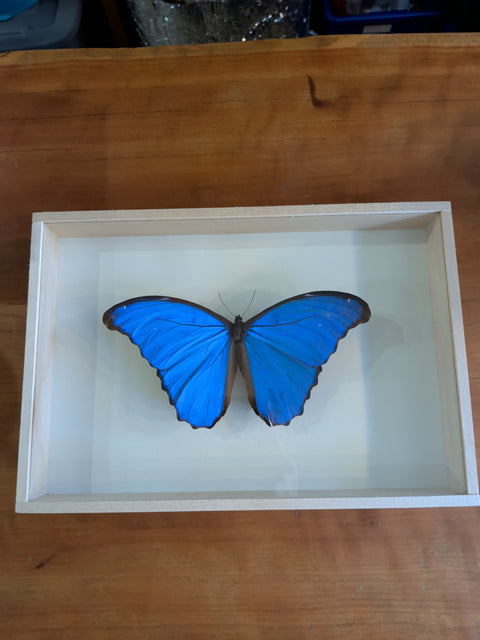 Framed Insects