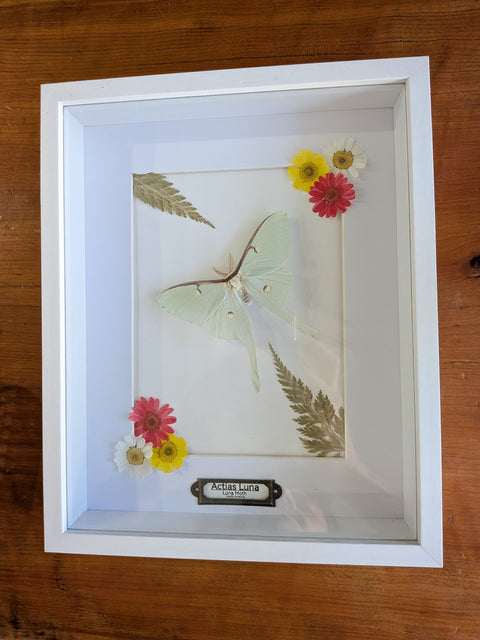 Framed Insects