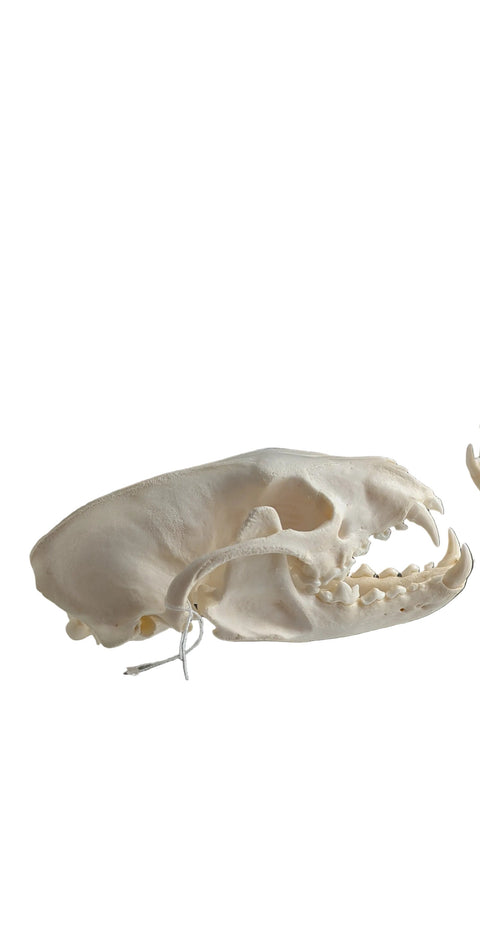 Animal Skulls
