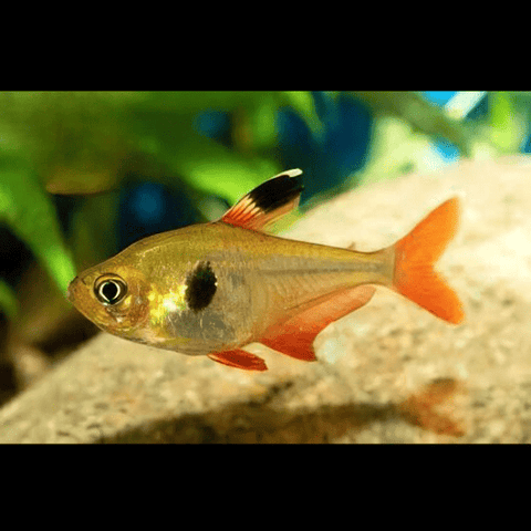Phantom Yellow Tetra