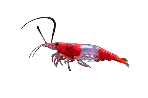 Neocaridina Dwarf Shrimp