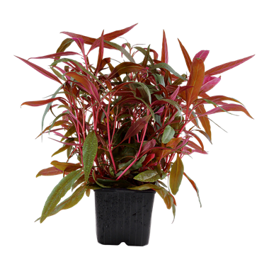 Alternanthera reineckii (Pink)