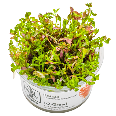 Rotala Rotundifolia 'Blood Red' (1-2-Grow!)