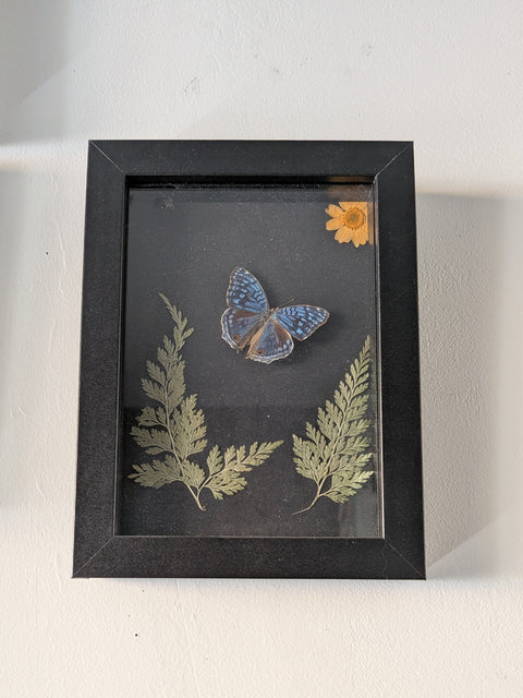 Framed Insects