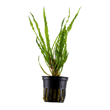 Cryptocoryne Crispatula