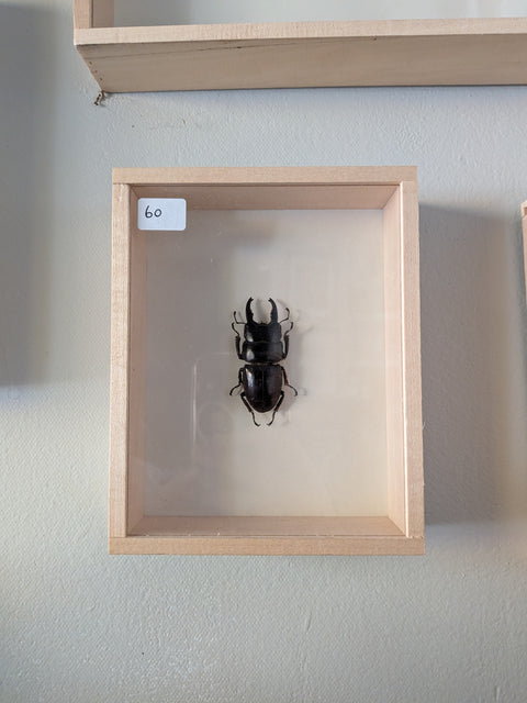 Framed Insects