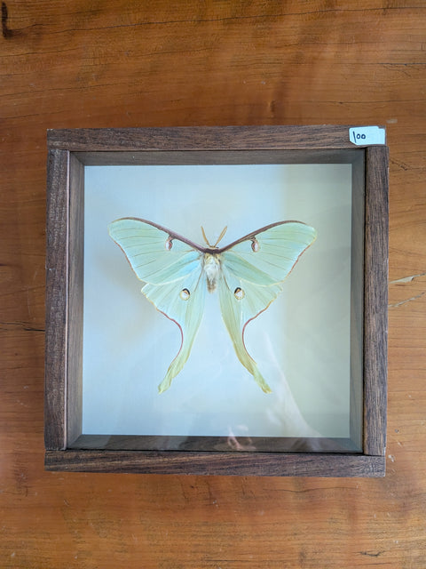 Framed Insects