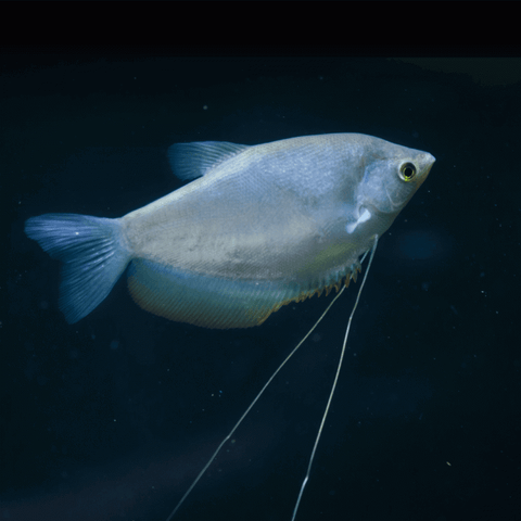 Moonlight Gourami