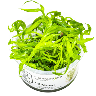 Heteranthera (1-2-Grow!)