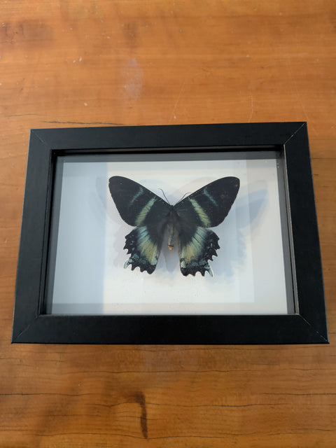 Framed Insects