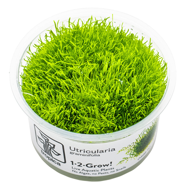 Utricularia Graminifolia (1-2-Grow!)