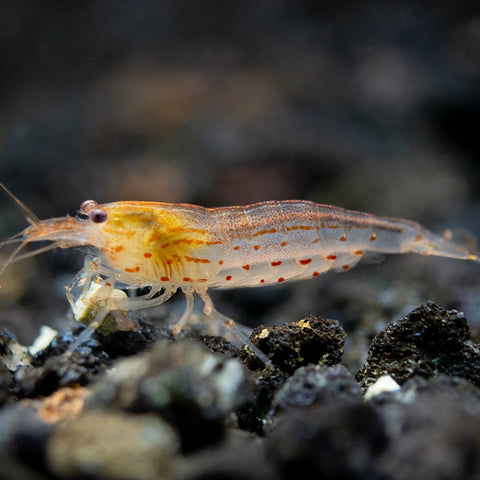 Amano Shrimp