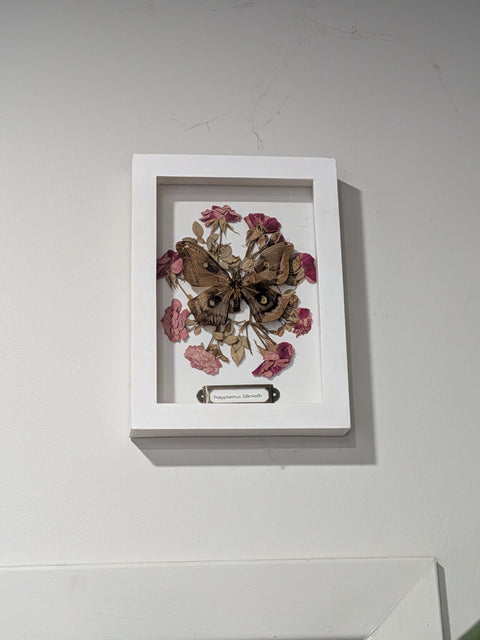 Framed Insects