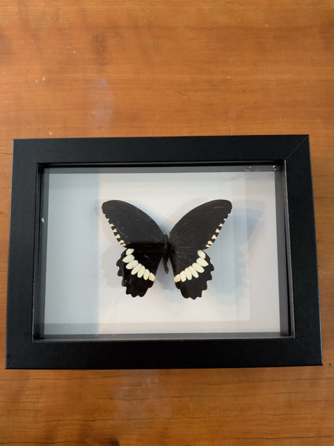 Framed Insects