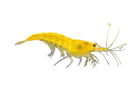 Neocaridina Dwarf Shrimp