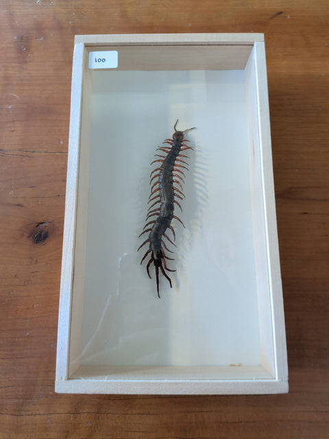 Framed Insects