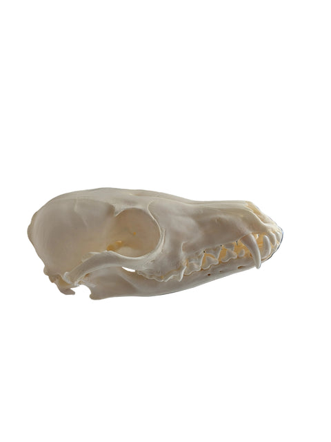 Animal Skulls