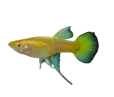 Guppy - Female