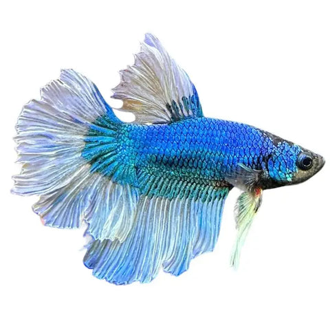 Betta Fish - Male