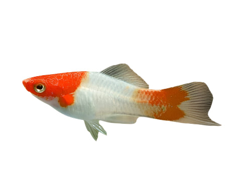 Swordtail