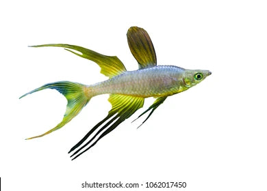 Threadfin Rainbowfish