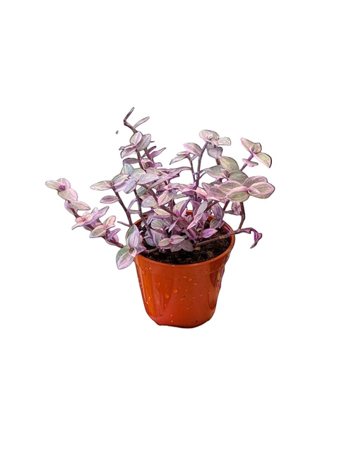 Callisia elegans (Striped Inch Plant) — 3.5″ Pot