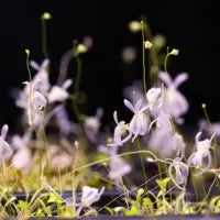 Utricularia sandersonii ‘Typical’