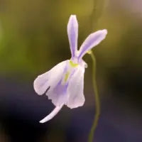 Utricularia sandersonii ‘Typical’