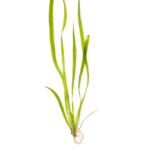 Vallisneria sp. Assorted