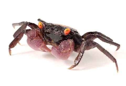 Vampire Crab - Assorted