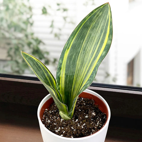 Snake Plant - 3.5" Pot Assorted
