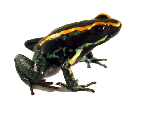 Phyllobates vittatus 'Gulf Coast' - Poison Dart Frog - Juvenile