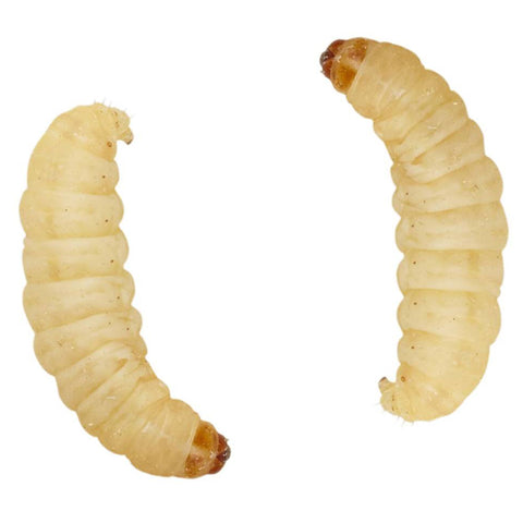 Waxworm