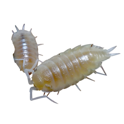 Isopods