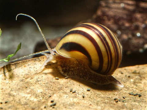 Zebra Apple Snail