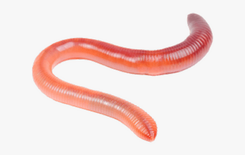 Earth Worms/Night Crawlers – The Beastiary