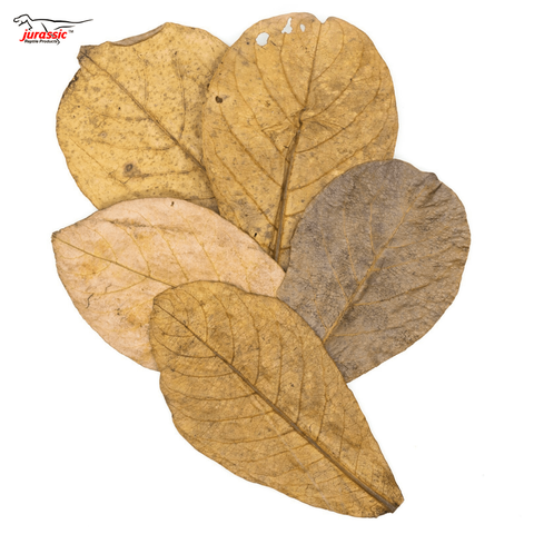Leaf Litter - Almond Leaves