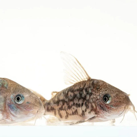 Habrosus Dwarf Corydora Catfish