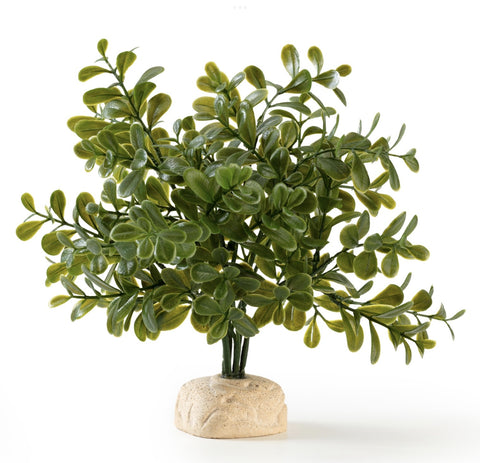 Exo Terra Calcarea Boxwood Plant