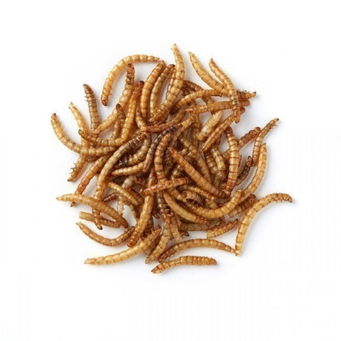 Dried Extreme Mealworms