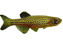 Leopard Danio