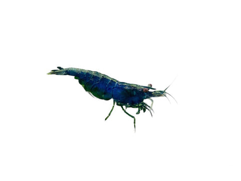 Neocaridina Dwarf Shrimp