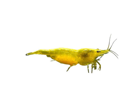 Neocaridina Dwarf Shrimp