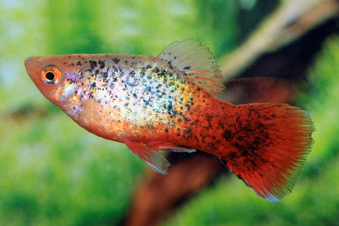 Platy Fish – The Beastiary