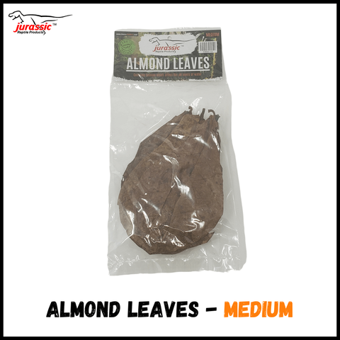 Leaf Litter - Almond Leaves