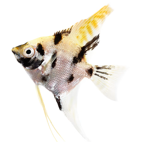 Assorted Angelfish - Medium