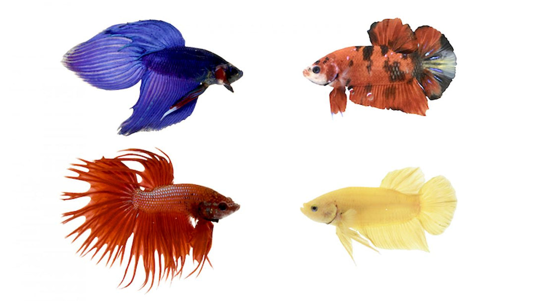 Bece Fish The Beastiary