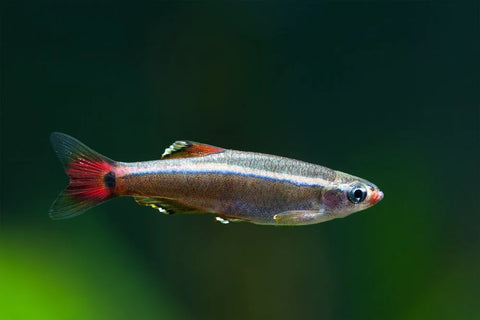 White Cloud Mountain Minnow