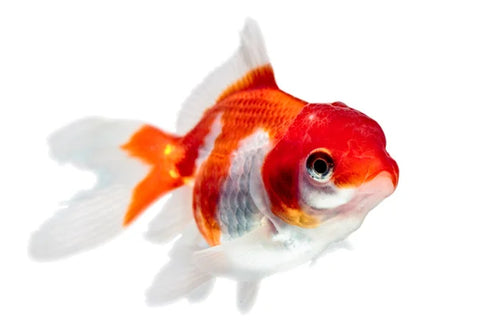 Oranda Goldfish